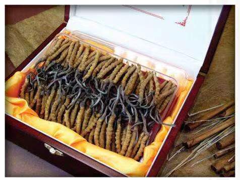 运粮湖管理区冬虫夏草回收